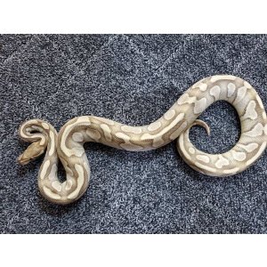 画像: ボールパイソン　バターイエローベリー♂