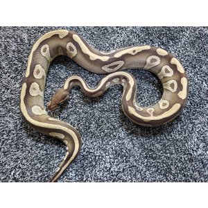 画像: ボールパイソン　モハベ♀