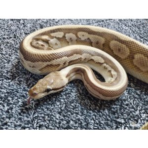 画像: ボールパイソン　レッサーレイヴンクロー♀