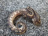 画像: ボールパイソン　コンフュージョンモハベ♀