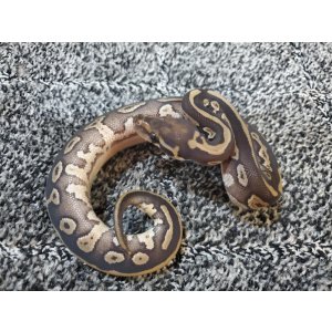 画像: ボールパイソン　コンフュージョンモハベ♀