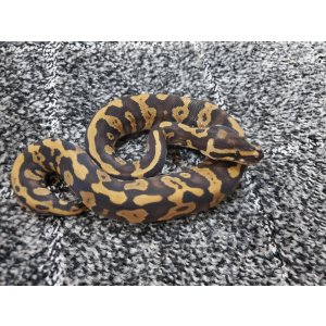 画像: ボールパイソン　コンフュージョンイエローベリー♂