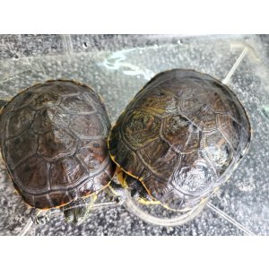 画像: タバスコクジャクガメ