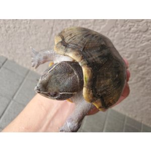 画像: ミシシッピニオイガメ♀