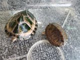 画像: カブトニオイガメ