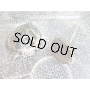 画像: カブトニオイガメ