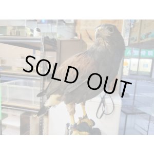 画像: ハリスホーク　２２年国内繁殖♀