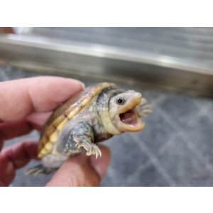 画像: ハラガケガメ　25年日本CB