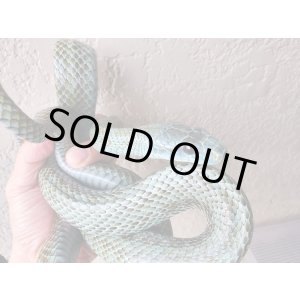 画像: アオダイショウ♀　エゾブルー血統　ブラックアイ