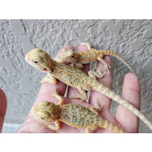 画像: フトアゴヒゲトカゲ　ハイカラーレザーバック