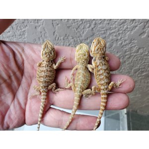 画像: フトアゴヒゲトカゲ　ハイカラー