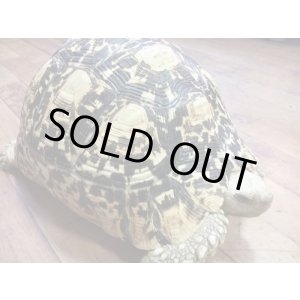 画像: 期間限定販売！ソマリアリクガメ♀　甲長28ｃｍ 