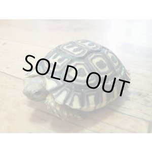 画像: ナミビアヒョウモン　甲長6.5ｃｍ　ＥＵＣＢ　1匹限定激安価格！