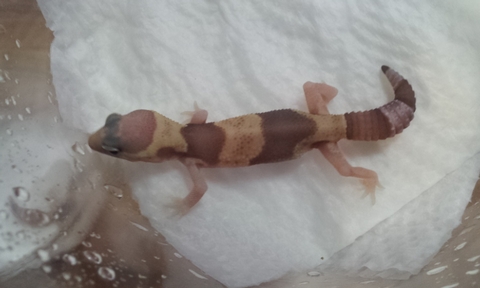 画像: ニシアフリカトカゲモドキ　アルビノ