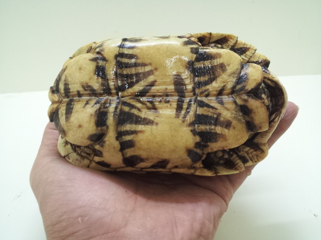 画像: インドホシガメ　オス　甲長１４cm