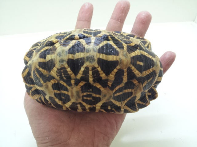画像: インドホシガメ　オス　甲長１４cm