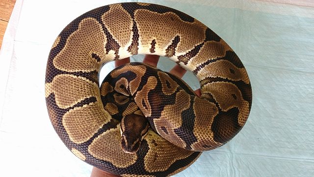 画像: ボールパイソン　アダルト♀　約2ｋｇ