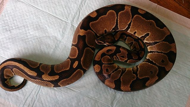 画像: ボールパイソン　アダルト♀　約2ｋｇ