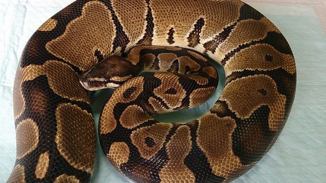 画像: ボールパイソン　アダルト♀　約2ｋｇ