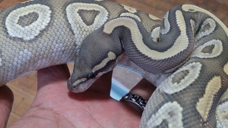 画像: ボールパイソン　ハイポモハベ♀800ｇ