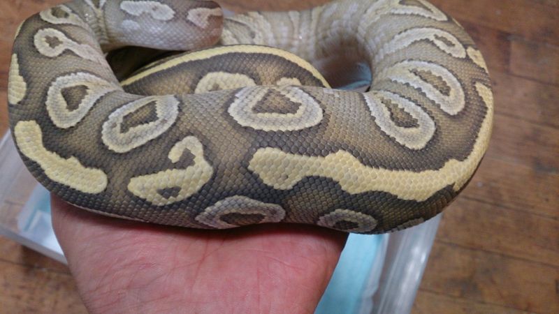 画像: ボールパイソン　ハイポモハベ♀800ｇ