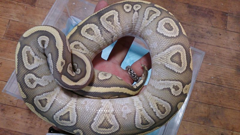 画像: ボールパイソン　ハイポモハベ♀800ｇ