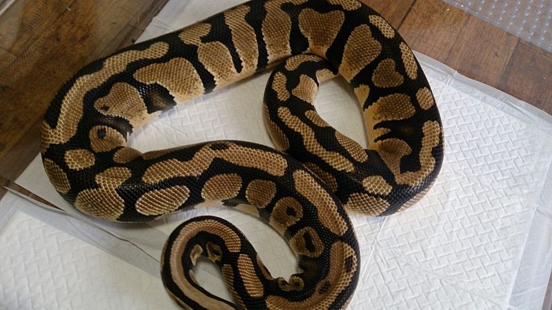 画像: ボールパイソン　パステル　2.7kg ♀