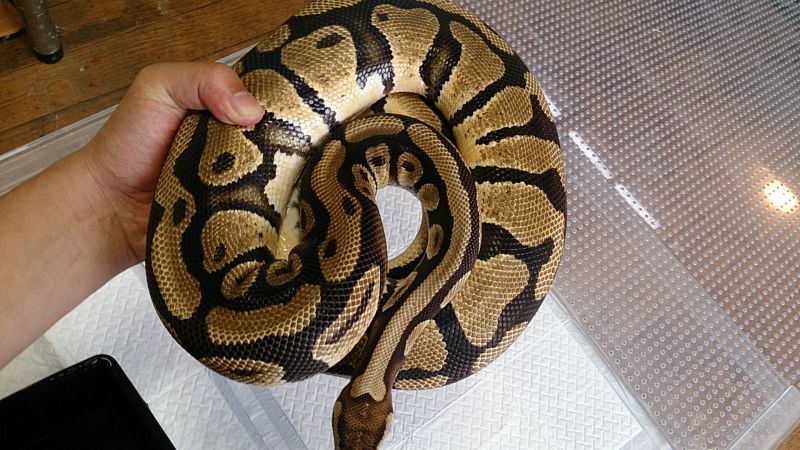 画像: ボールパイソン　パステル　2.7kg ♀