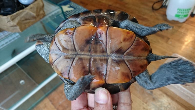 画像: ノーザンダイヤモンドバックテラピン