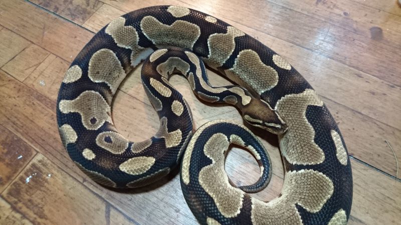 画像: ボールパイソン　アダルト♀　2.2kg