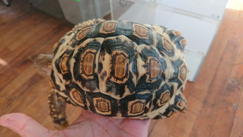 画像: ヒョウモンリクガメ　