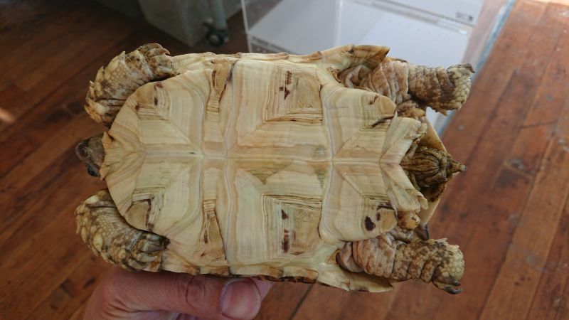 画像: ヒョウモンリクガメ　