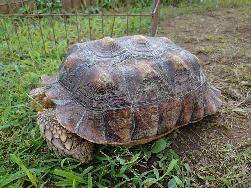 画像: ケヅメリクガメ♀　約40cm