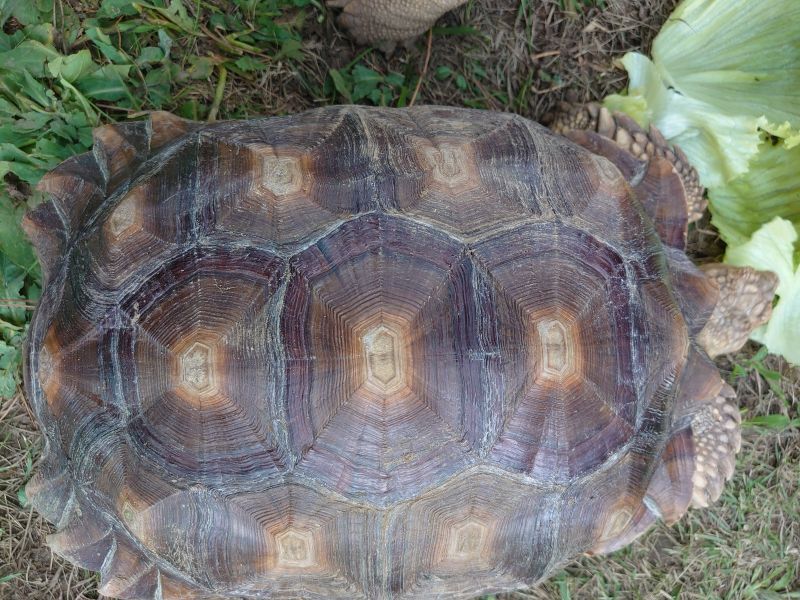 画像: ケヅメリクガメ♀　約40cm