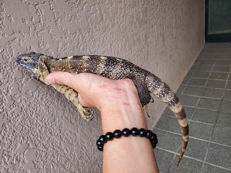 画像: バナナスパイニーテールイグアナ♀　難あり