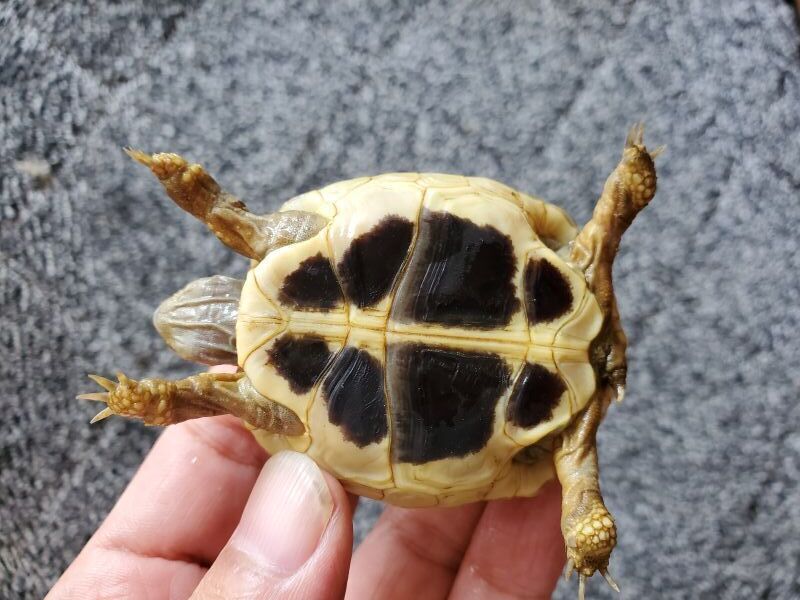 画像: ヘルマンリクガメ