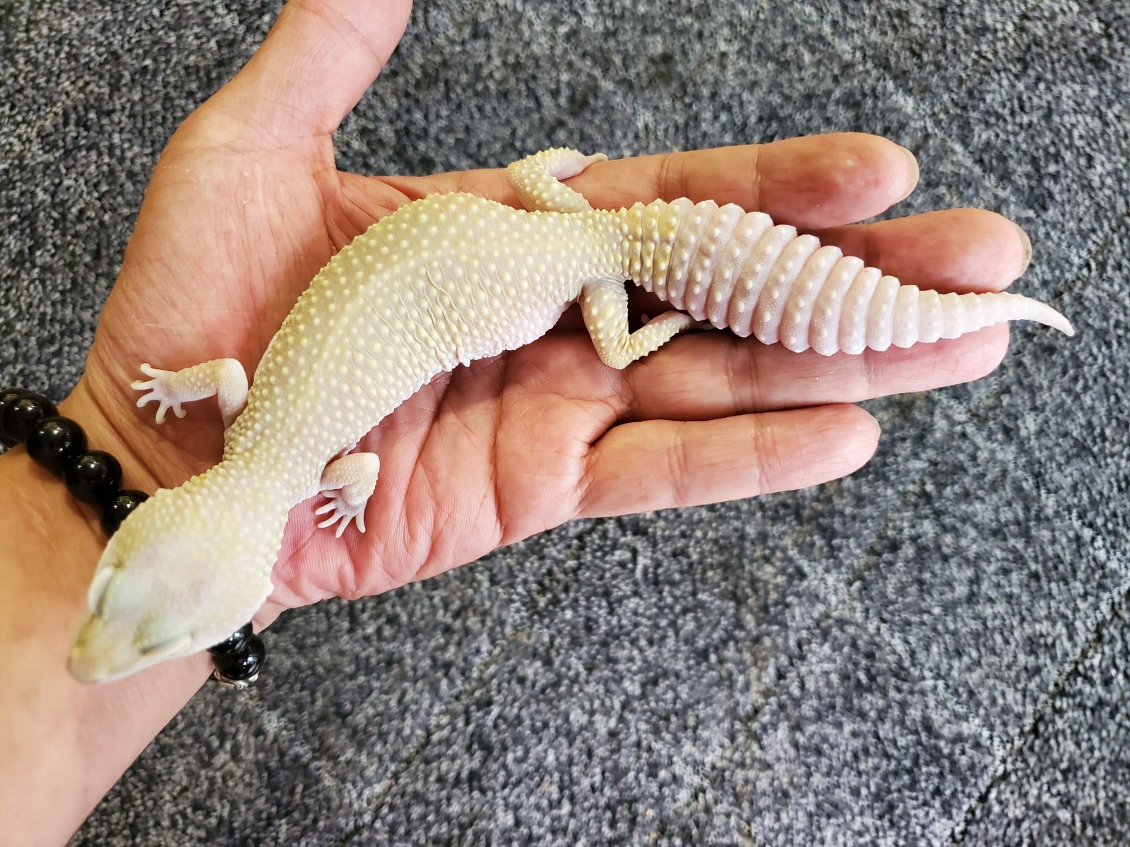 画像: ヒョウモントカゲモドキ　エニグマブリザード♀
