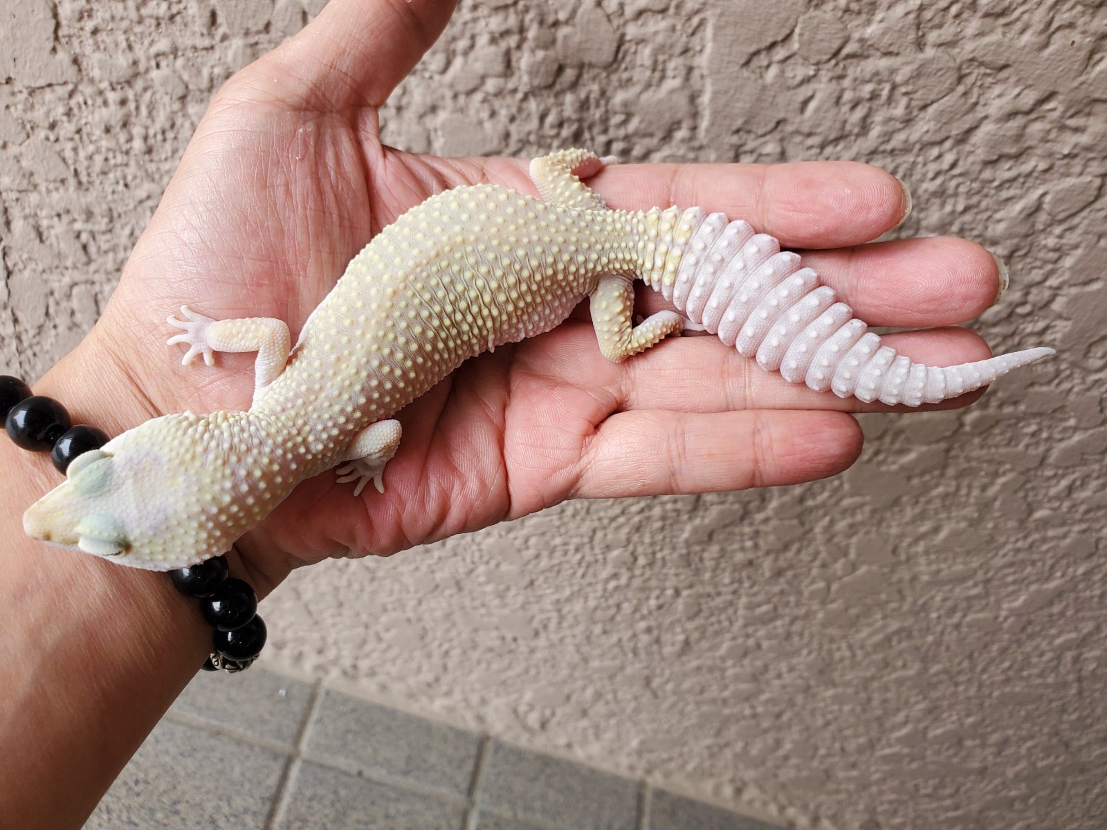 画像: ヒョウモントカゲモドキ　エニグマブリザード♀