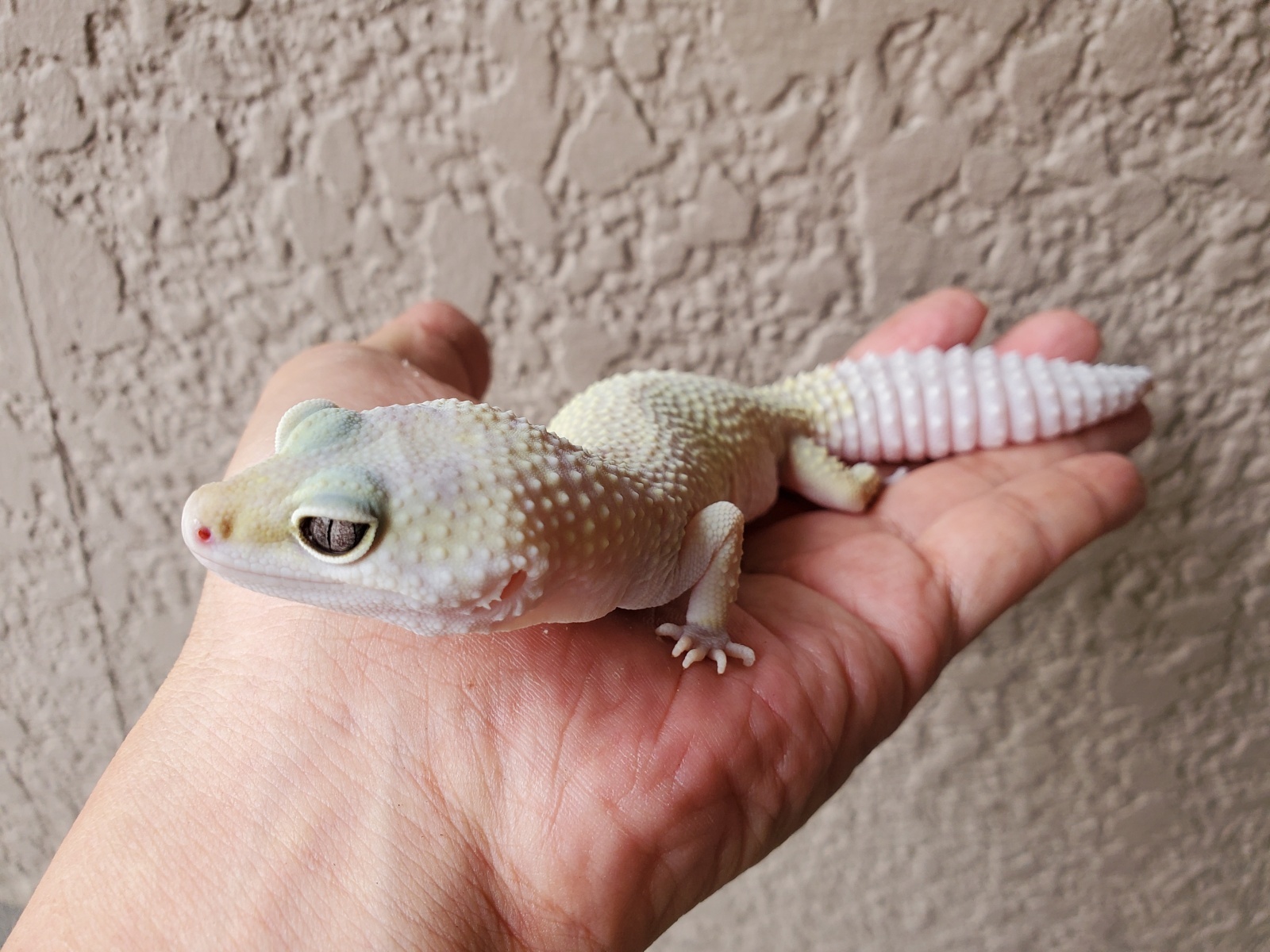 画像: ヒョウモントカゲモドキ　エニグマブリザード♀