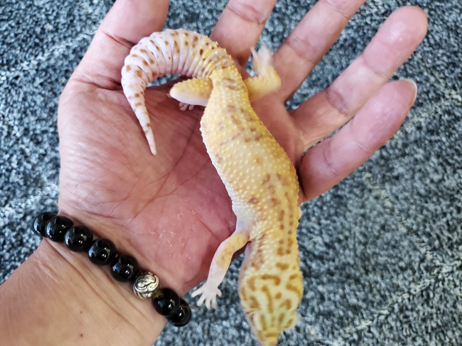 画像: ヒョウモントカゲモドキ　ラプター♀