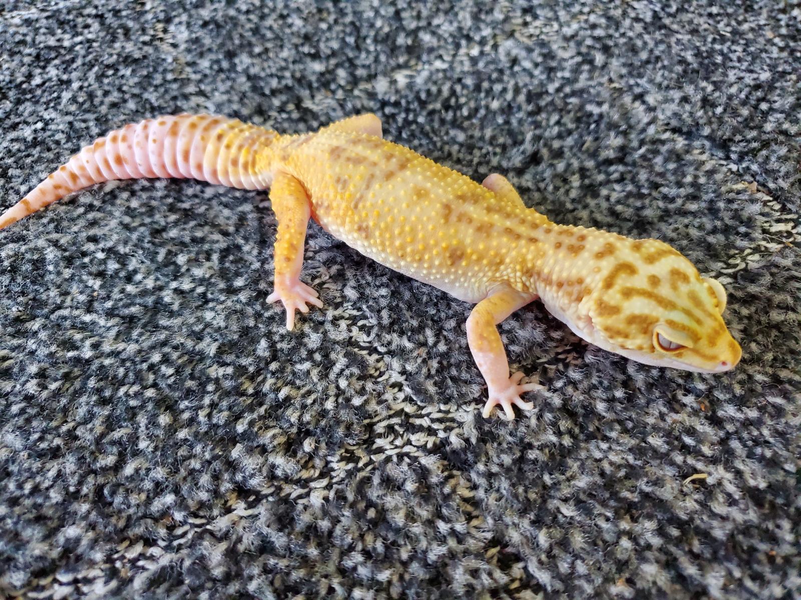 画像: ヒョウモントカゲモドキ　ラプター♀