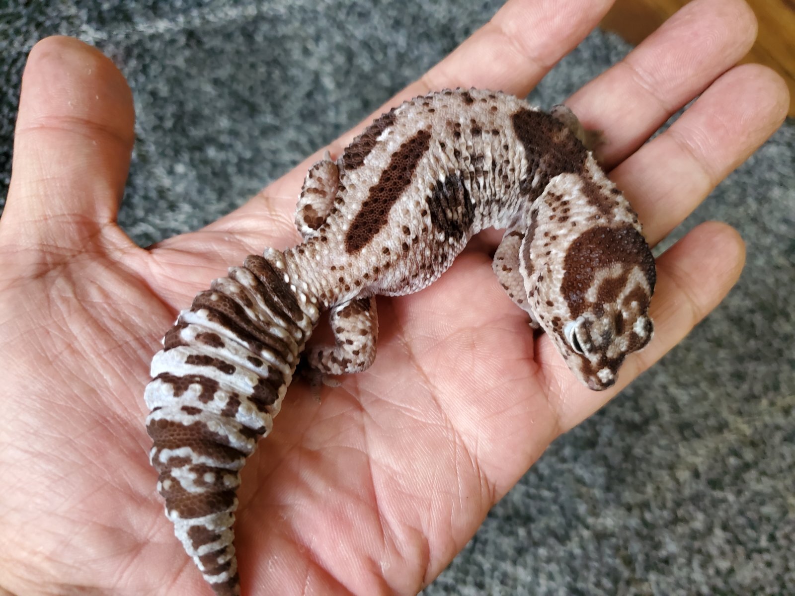 画像: ニシアフリカトカゲモドキ　ホワイトアウトオレオhetズールー♀