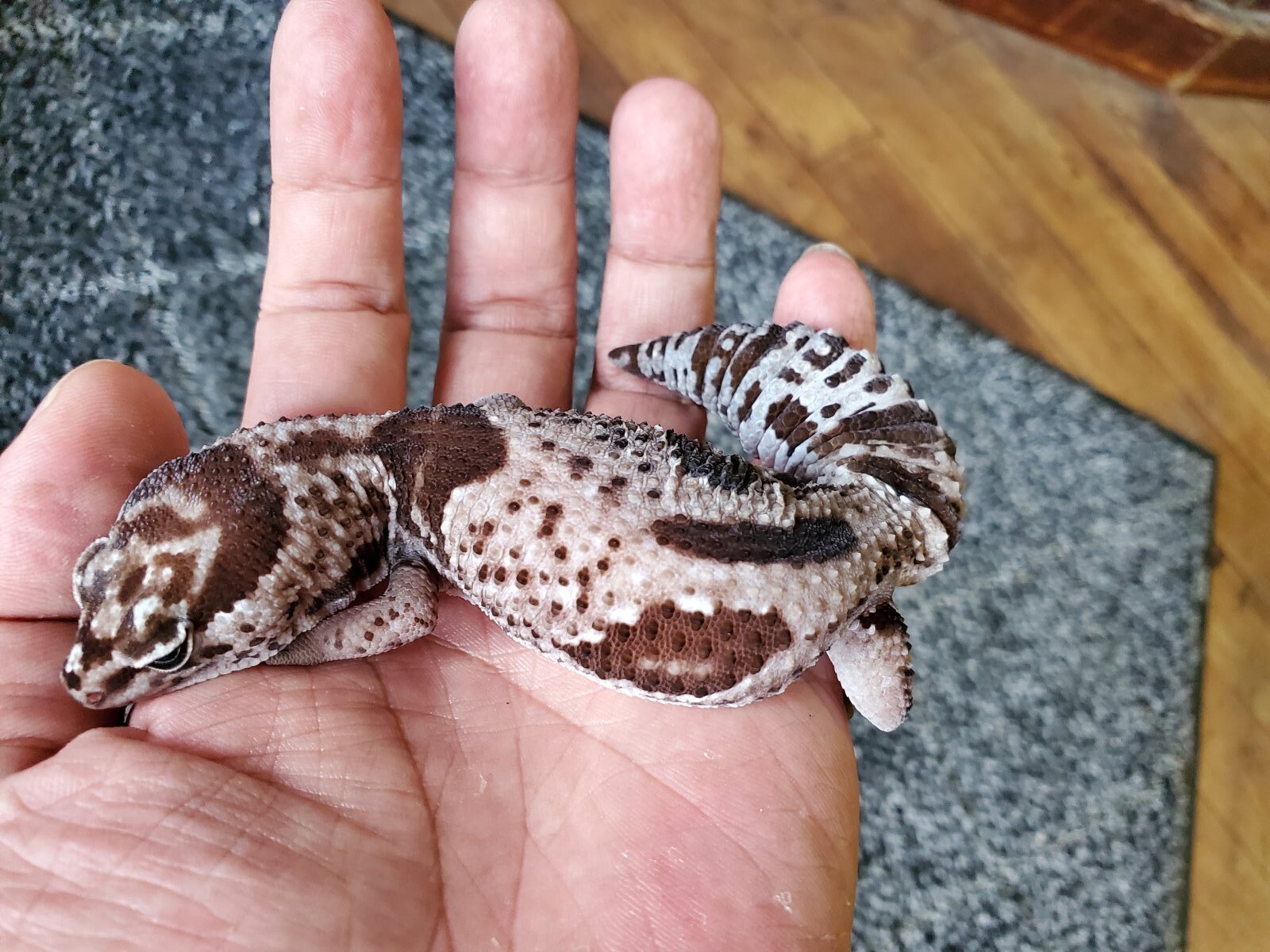 画像: ニシアフリカトカゲモドキ　ホワイトアウトオレオhetズールー♀