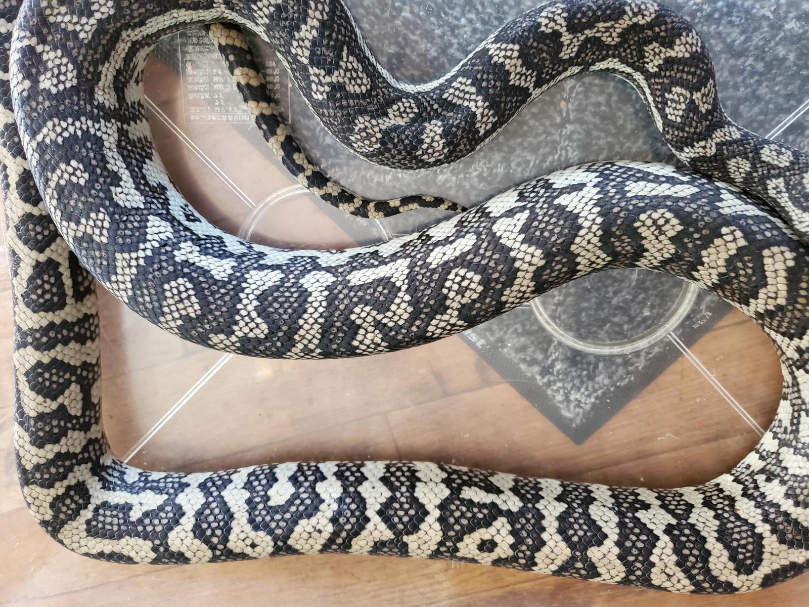 画像: デザイナーズカーペットパイソン♀　約180ｃｍ