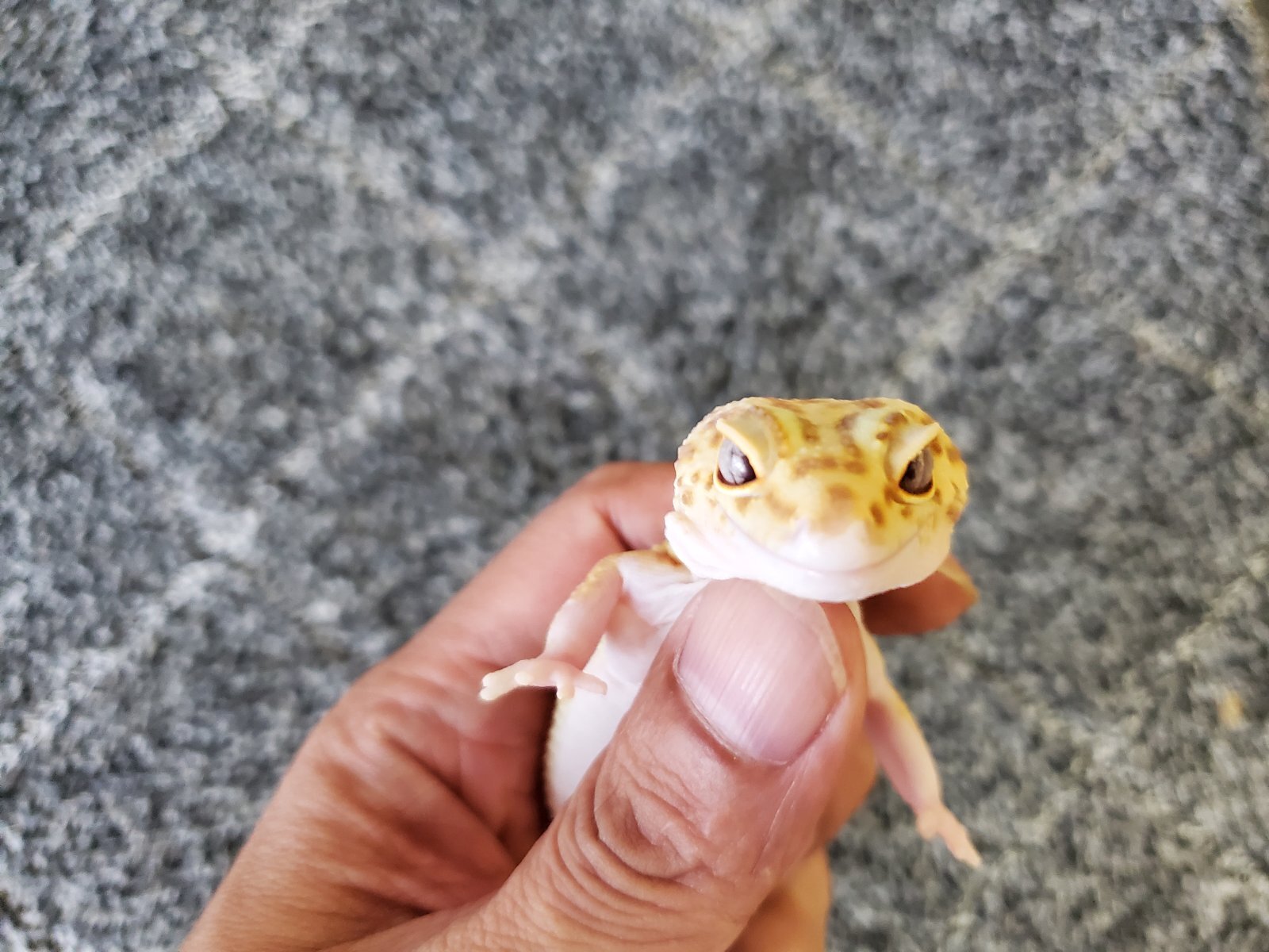 画像: ヒョウモントカゲモドキ　ラプター♀
