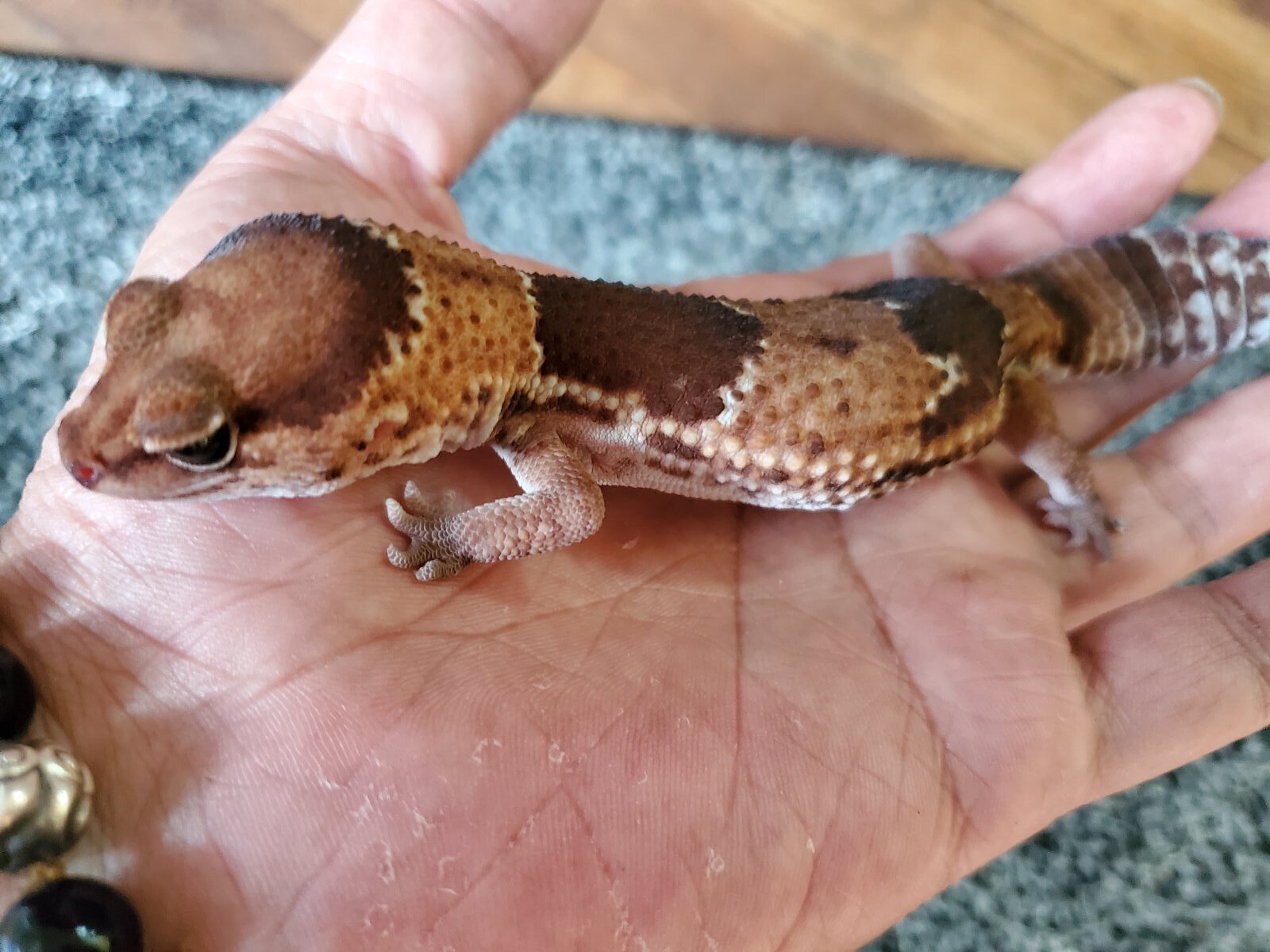 画像1: ニシアフリカトカゲモドキ　ノーマル