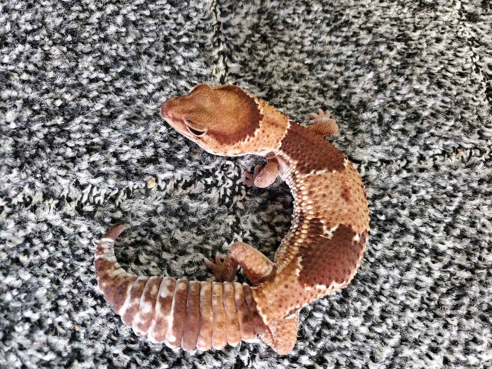 画像: ニシアフリカトカゲモドキ　ノーマル
