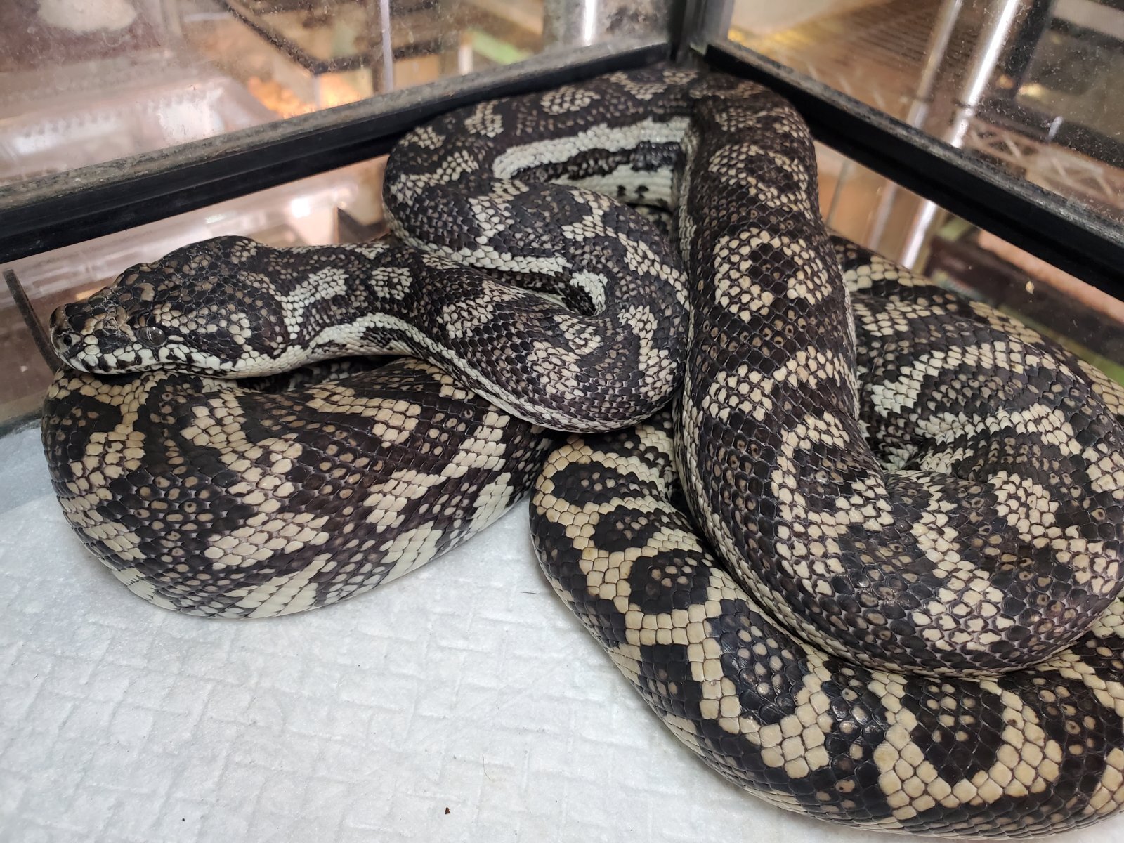 画像: デザイナーズカーペットパイソン♀　約180ｃｍ