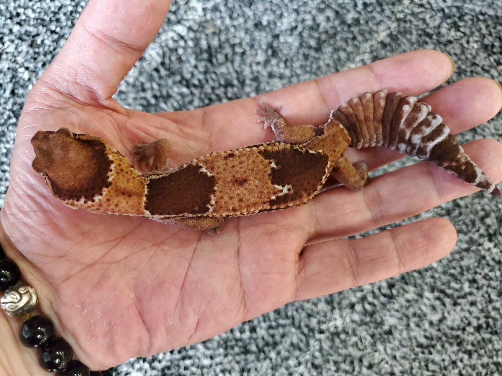 画像: ニシアフリカトカゲモドキ　ノーマル