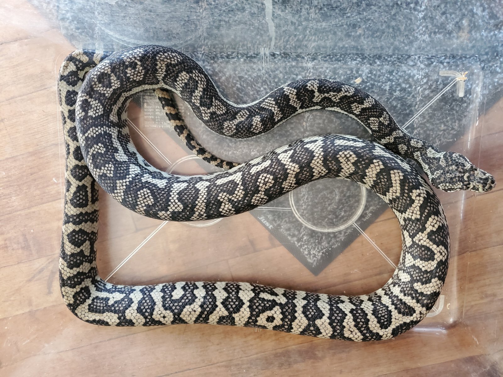 画像1: デザイナーズカーペットパイソン♀　約180ｃｍ
